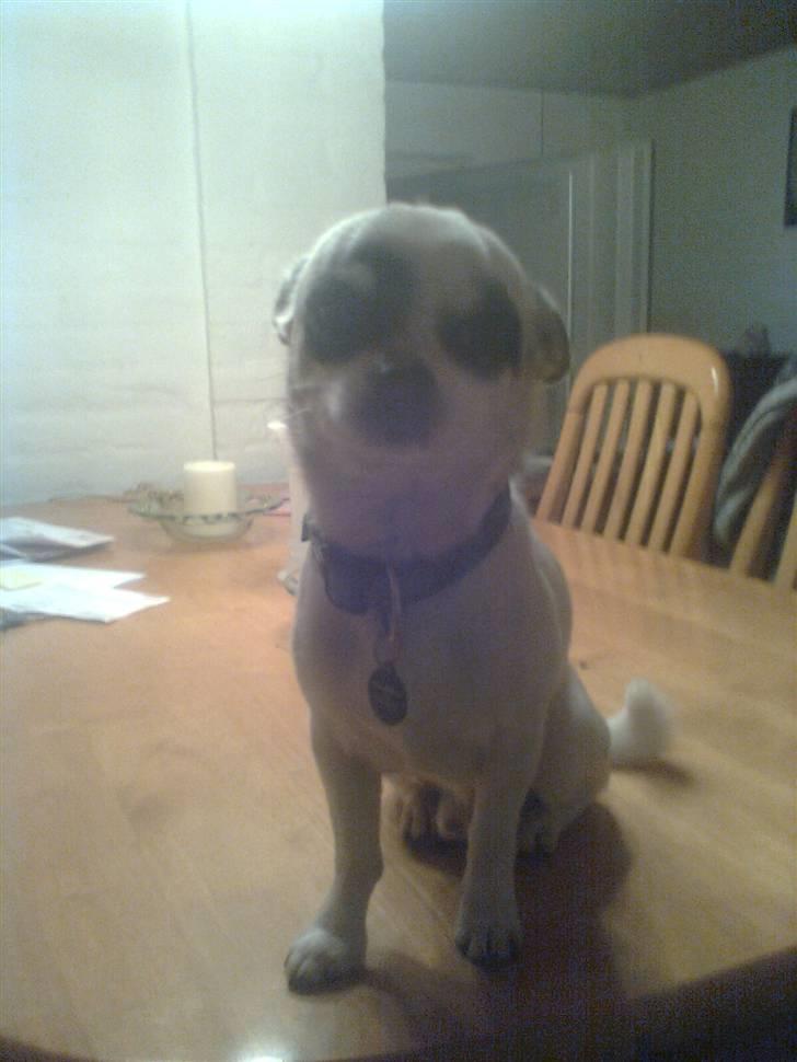 Chihuahua Bobo billede 13