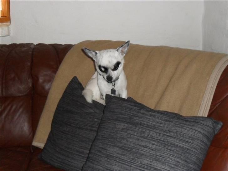 Chihuahua Bobo - Ja,stor er han ikke så han må godt være  i sofaen billede 14