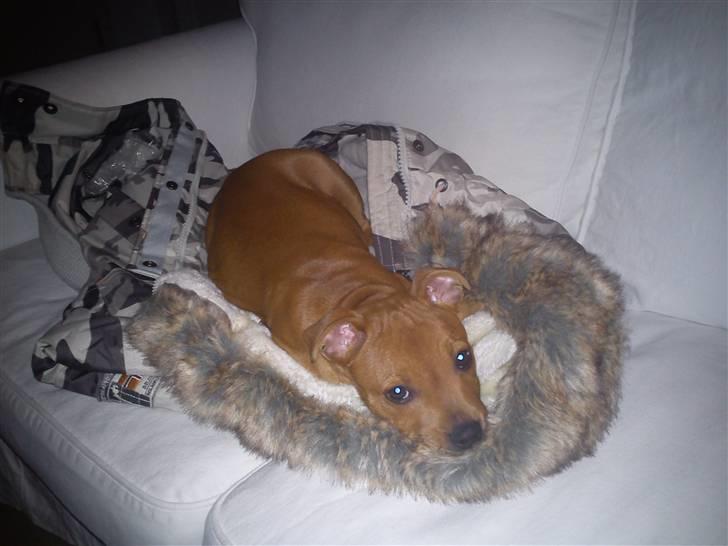 Staffordshire bull terrier Tovdal Bullet billede 20