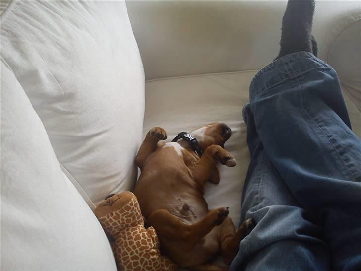 Staffordshire bull terrier Tovdal Bullet billede 21