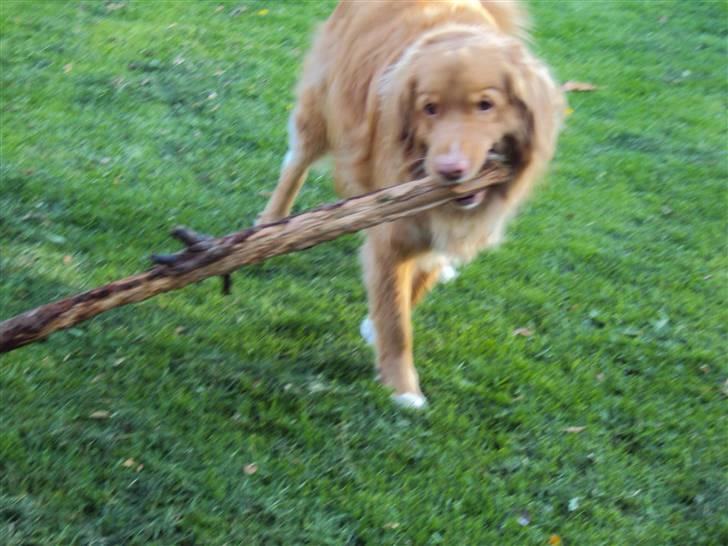Nova scotia duck tolling retriever walter - walter som jeg kender ham bedst :) billede 6