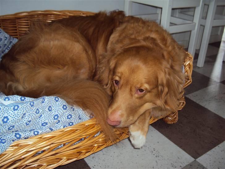 Nova scotia duck tolling retriever walter billede 7