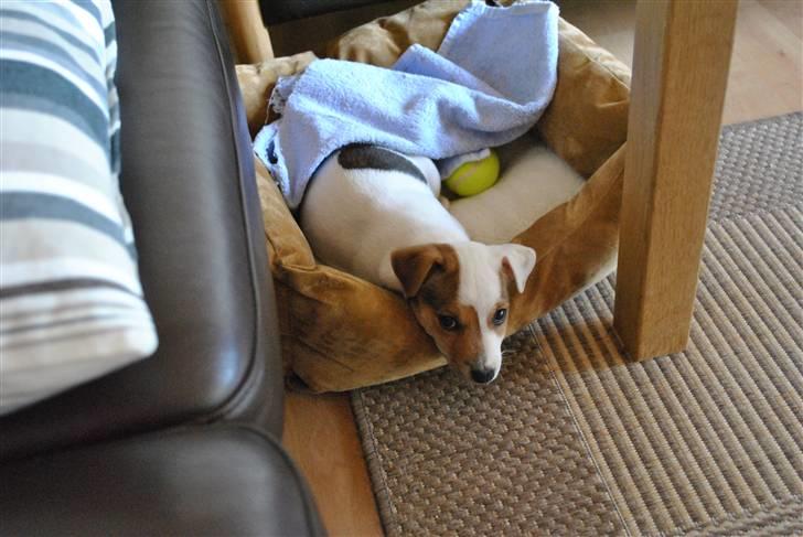 Jack russell terrier Jack billede 6