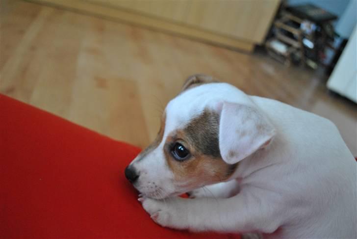 Jack russell terrier Jack billede 7