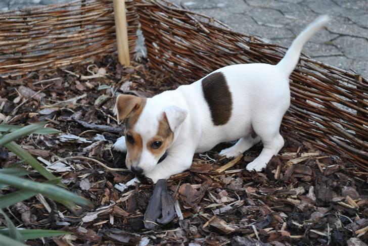 Jack russell terrier Jack billede 8