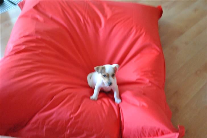 Jack russell terrier Jack billede 9