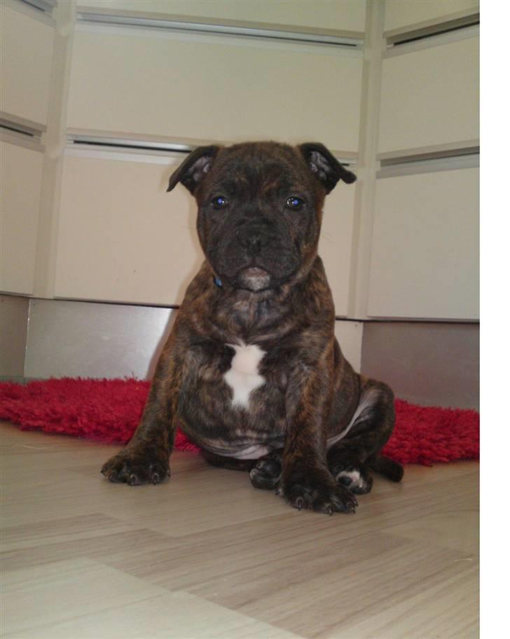 Staffordshire bull terrier Aslan - Maximus :) billede 1
