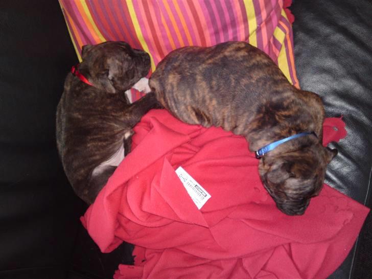 Staffordshire bull terrier Aslan - Se hvor tyk jeg er:) billede 2