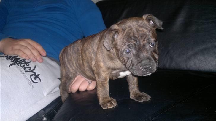 Staffordshire bull terrier Aslan billede 3