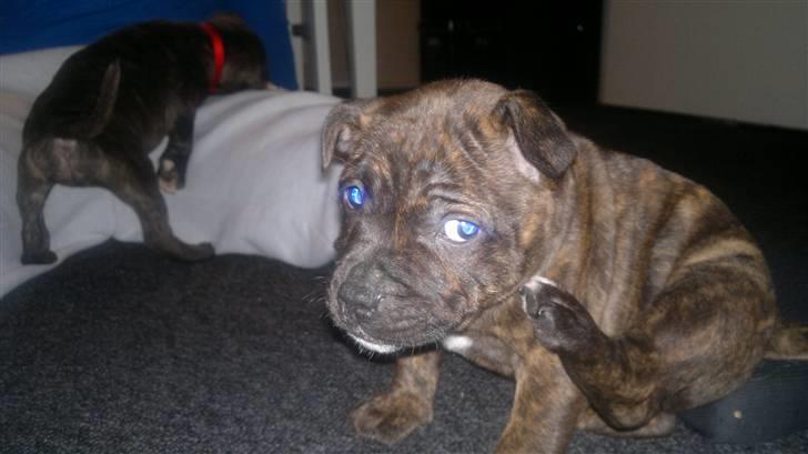 Staffordshire bull terrier Aslan billede 4