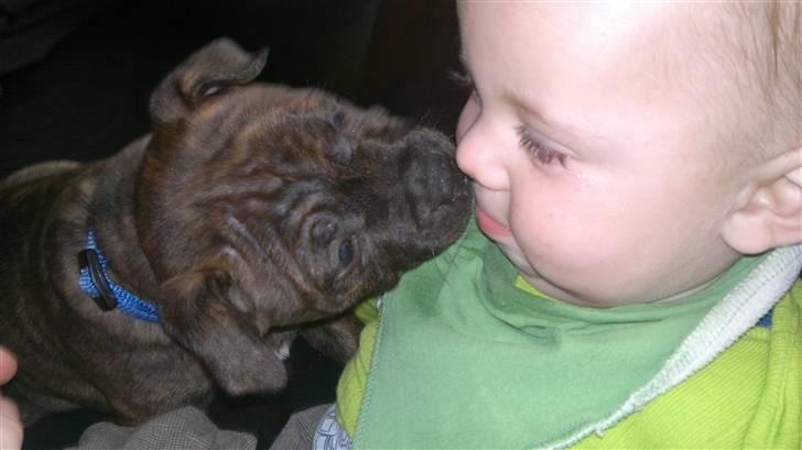 Staffordshire bull terrier Aslan billede 5