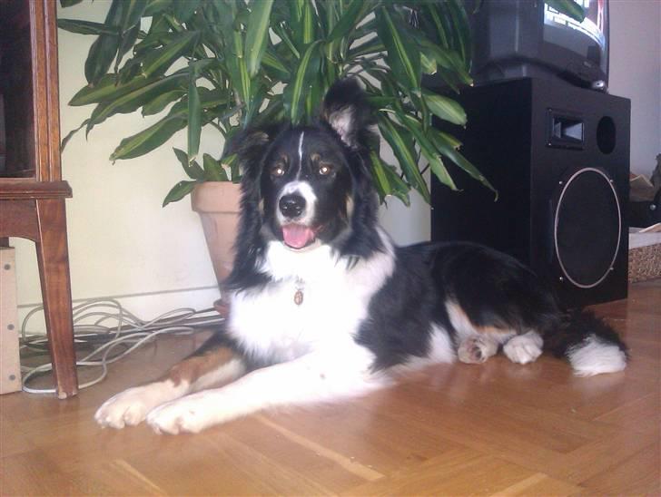 Border collie Satu (Hummelhund) - D. 11/3 - 2011 billede 10