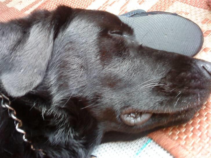 Blanding af racer Rico (min engel) billede 1