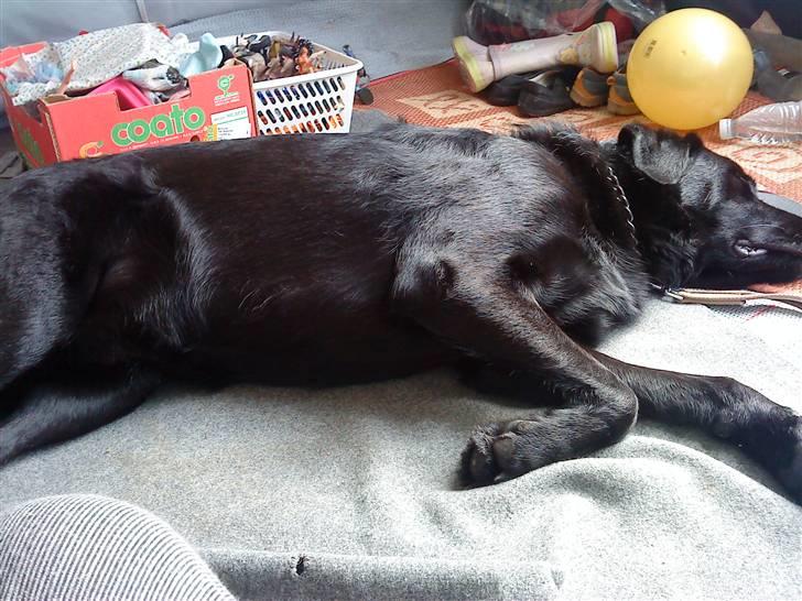 Blanding af racer Rico (min engel) billede 2