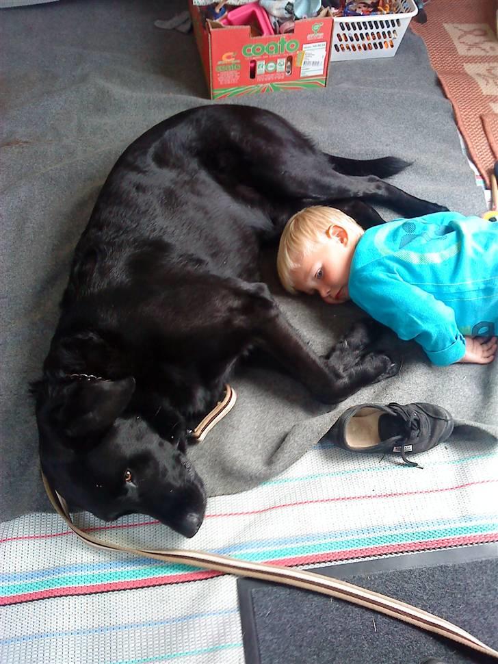 Blanding af racer Rico (min engel) billede 3