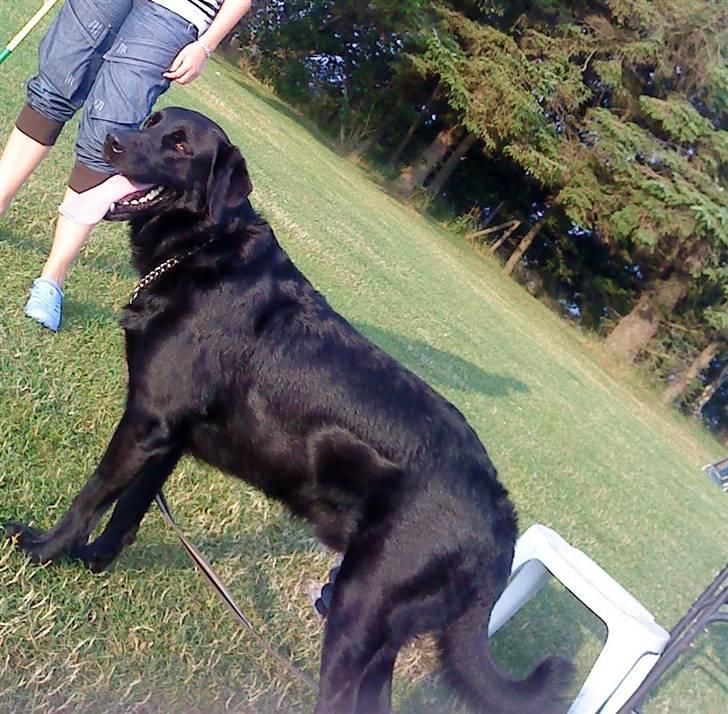 Blanding af racer Rico (min engel) billede 4