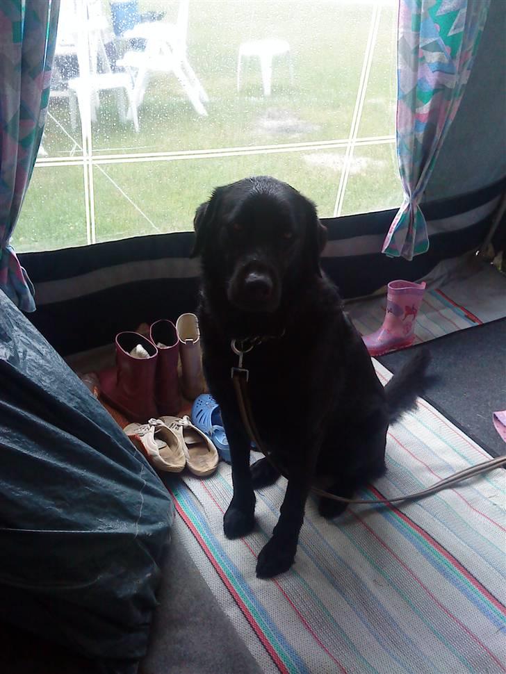 Blanding af racer Rico (min engel) billede 5