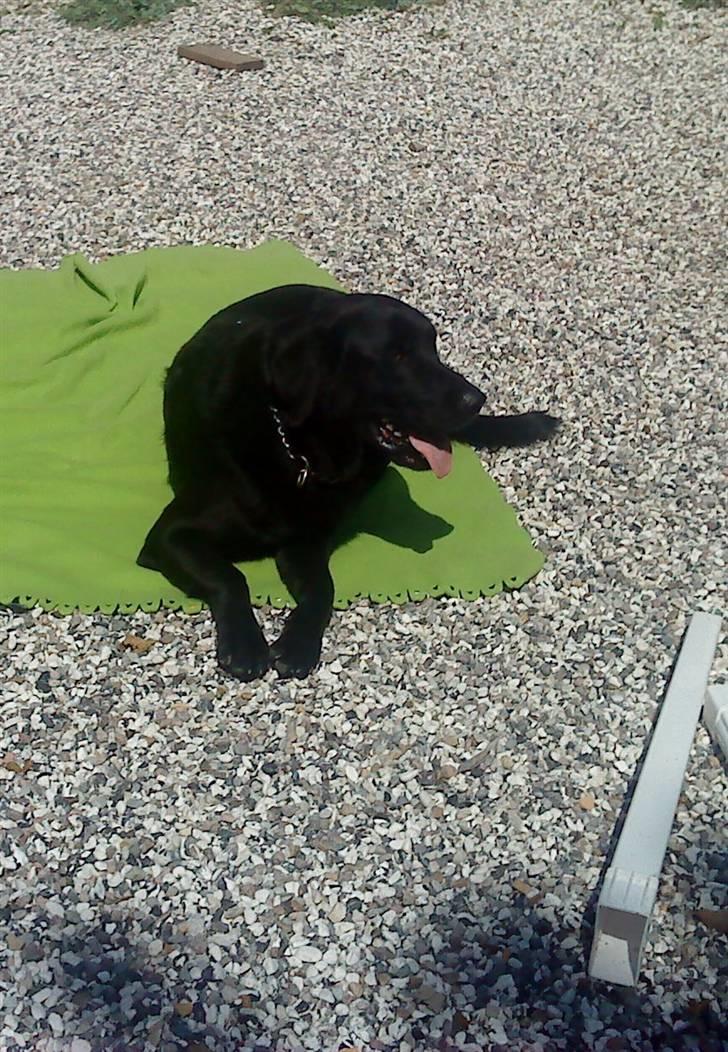 Blanding af racer Rico (min engel) billede 6