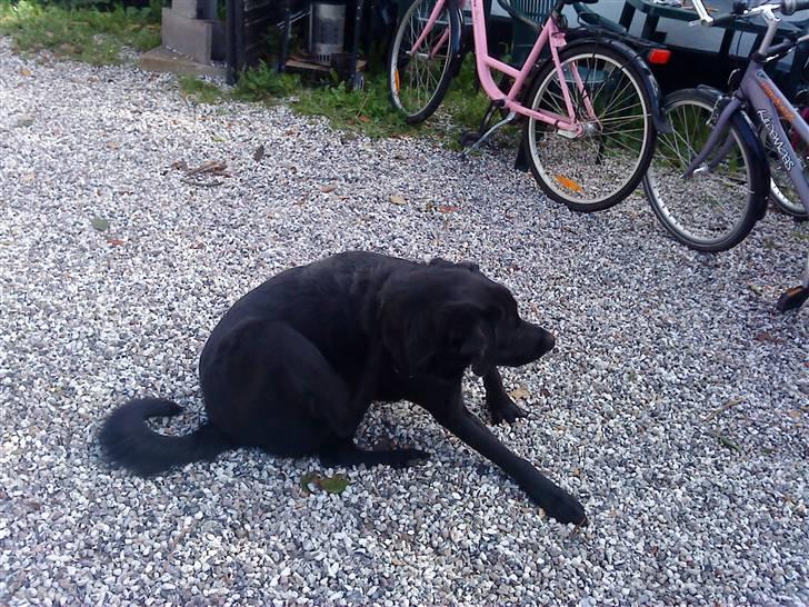 Blanding af racer Rico (min engel) billede 7