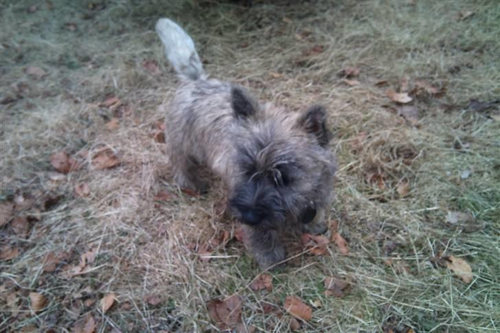 Cairn terrier Oskar billede 1