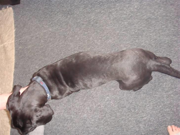 Grand danois Goofy billede 15