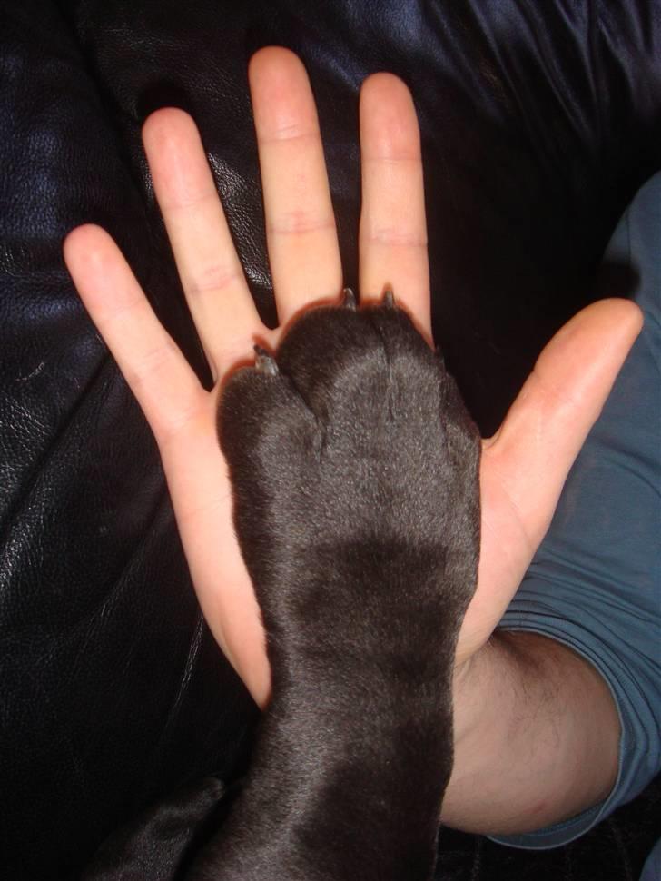 Grand danois Goofy - stur stur pote på den lille hund :) billede 16