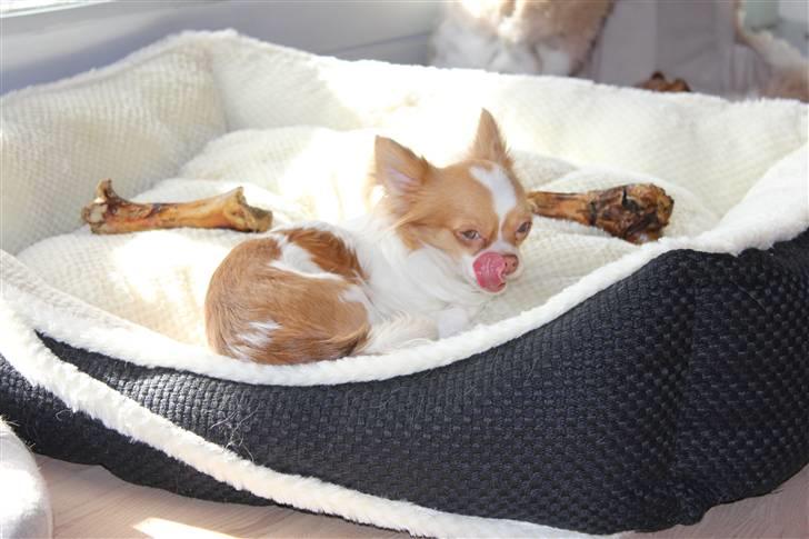 Chihuahua Frantzen`s Mercedes billede 19