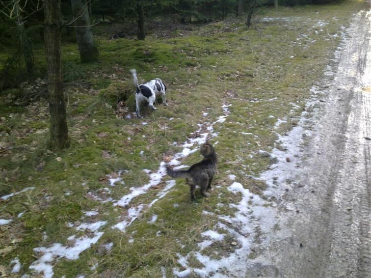 Blanding af racer Tika - Gå tur i skoven med hund og kat ;) billede 13