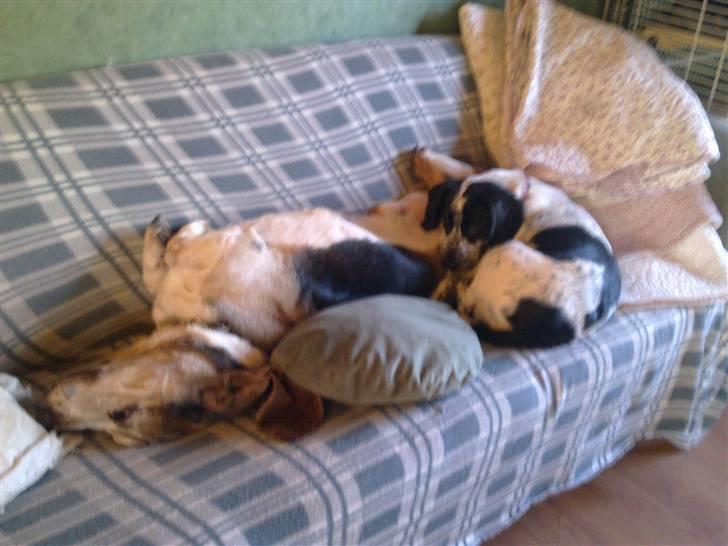 Blanding af racer Tika billede 14