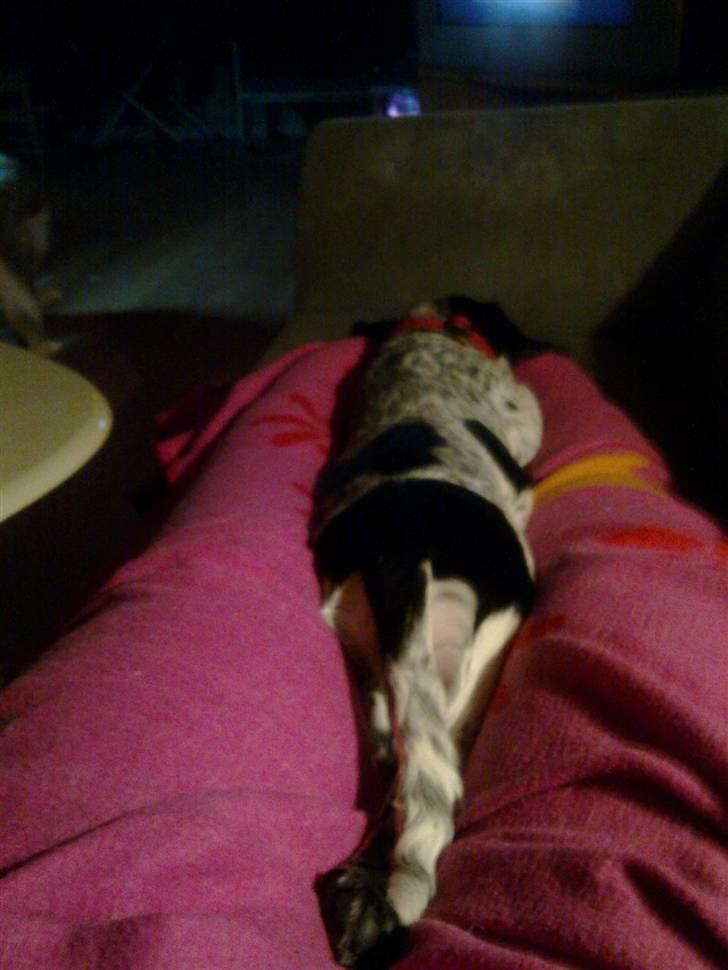 Blanding af racer Tika billede 15