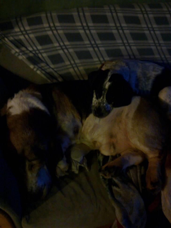 Blanding af racer Tika billede 16