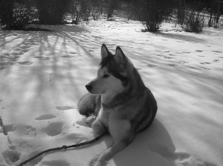 Alaskan malamute Sathay RIP billede 1