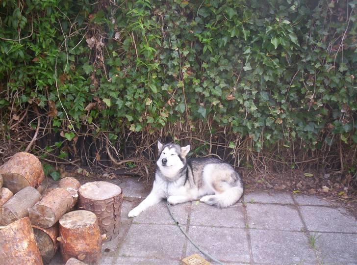 Alaskan malamute Sathay RIP billede 2