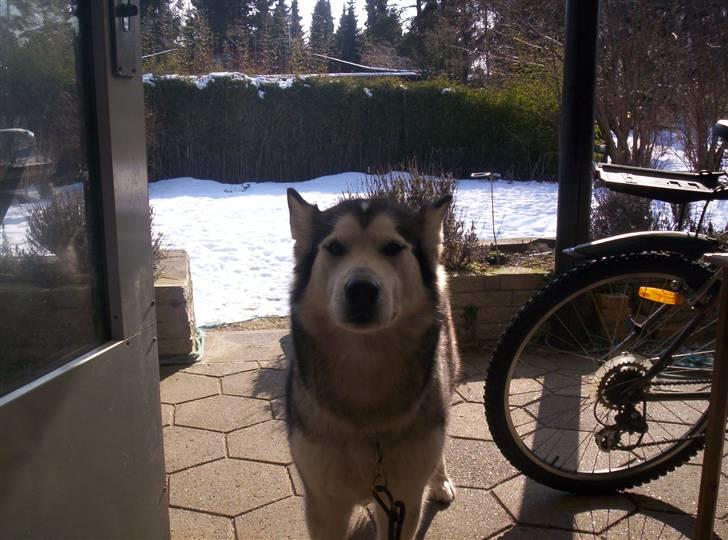 Alaskan malamute Sathay RIP billede 3