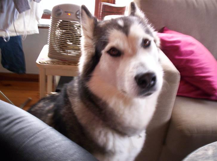 Alaskan malamute Sathay RIP billede 4