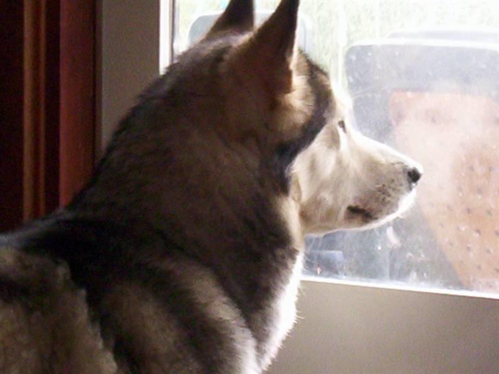 Alaskan malamute Sathay RIP billede 5