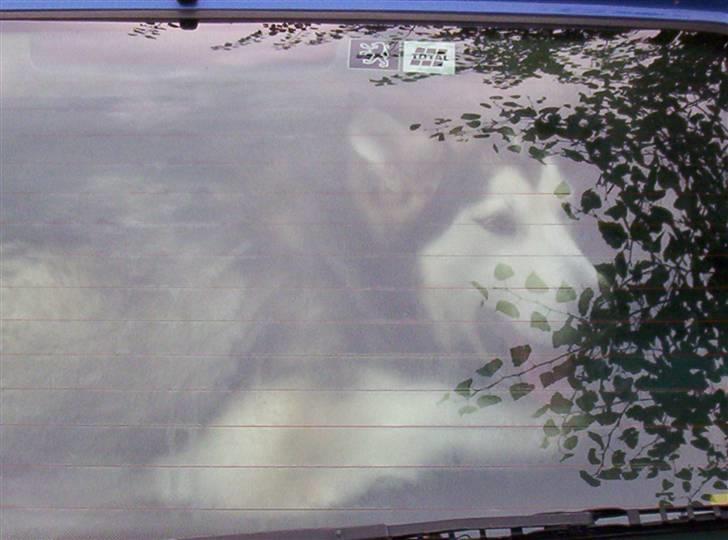 Alaskan malamute Sathay RIP - Store hunde kan også køre små biler  billede 6