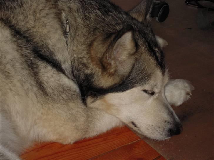 Alaskan malamute Sathay RIP billede 7