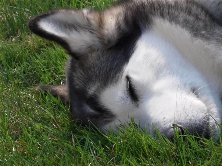 Alaskan malamute Sathay RIP billede 8