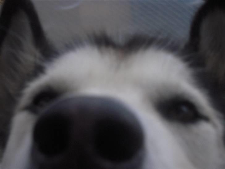 Alaskan malamute Sathay RIP billede 9