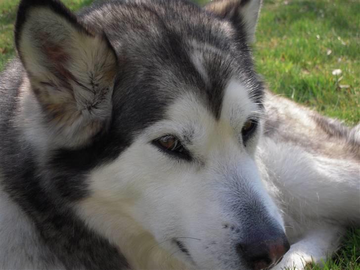 Alaskan malamute Sathay RIP billede 10