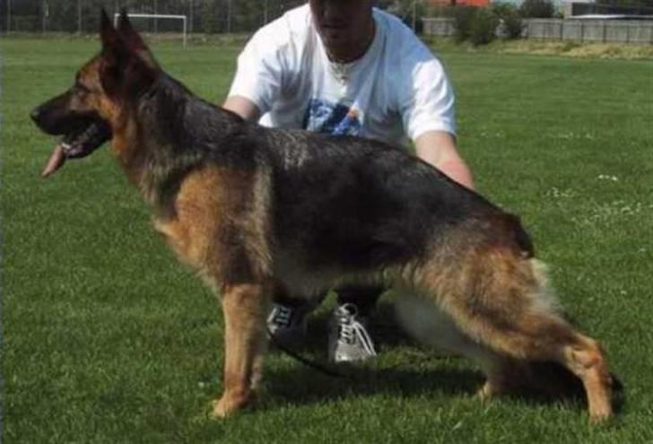 Schæferhund Kiamis Fahra (Mor´s hund) - Fahra´s mor: El Halcon´s Quina billede 12