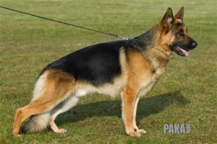 Schæferhund Kiamis Fahra (Mor´s hund) - Fahra´s far: Leri Quanto billede 13