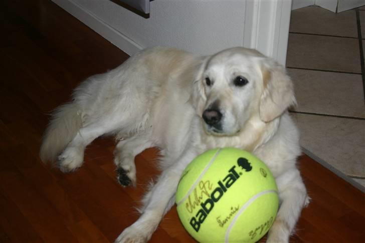 Golden retriever Alou billede 1