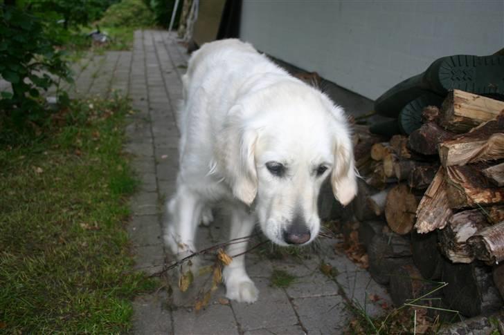 Golden retriever Alou billede 2