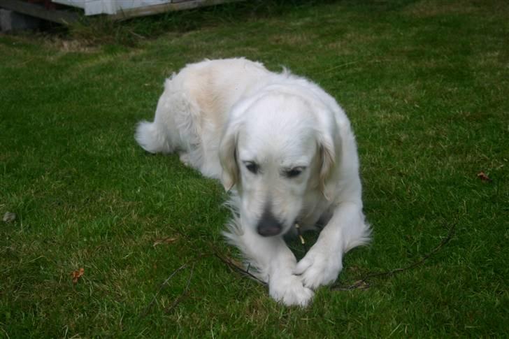 Golden retriever Alou billede 3