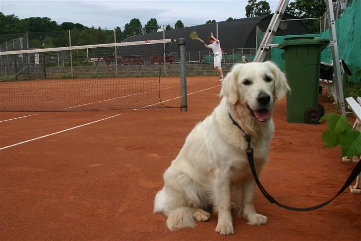 Golden retriever Alou billede 4