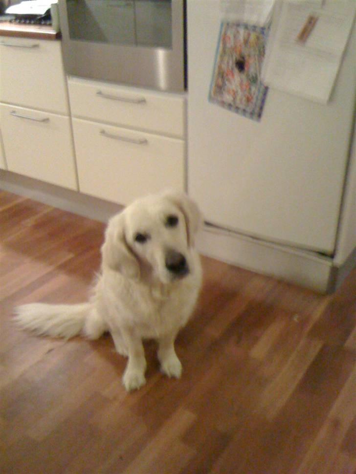 Golden retriever Alou billede 5