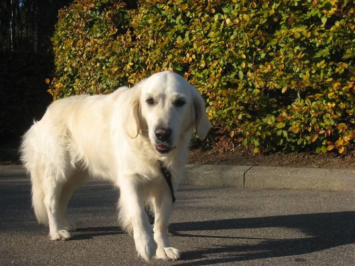 Golden retriever Alou billede 6