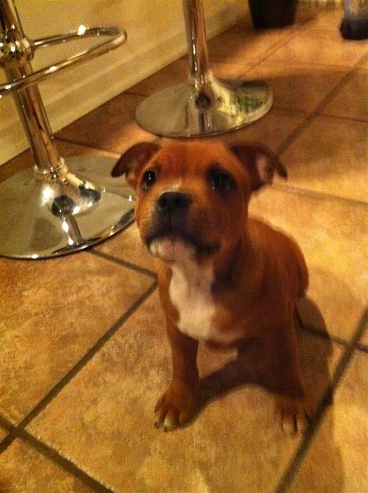 Staffordshire bull terrier Kato - Kato 10 uger  billede 10